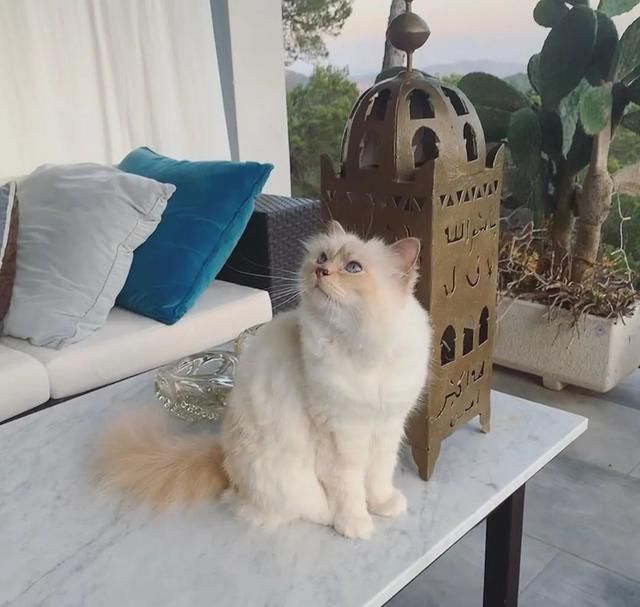  [Fran?oise]老佛爷逝世一周年，那只继承了21亿遗产的爱猫现在过得怎么样？