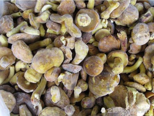 深山里才有的野生菌，农民见到不敢采摘，殊不知如今一斤80元