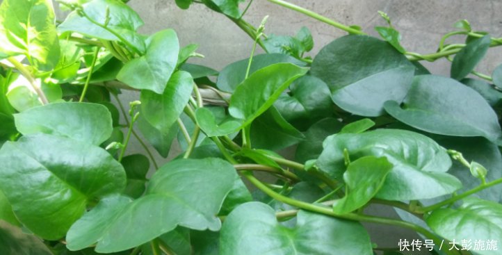 它曾经是外国人头痛的害草，引进中国后，却成为农民的宝贝