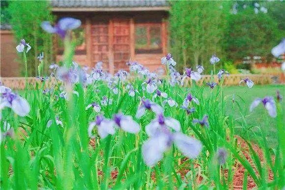  仲夏：上海植物园夏季花展下周开幕！花菖蒲、花烛、美槿佳荷共谱仲夏奏鸣曲