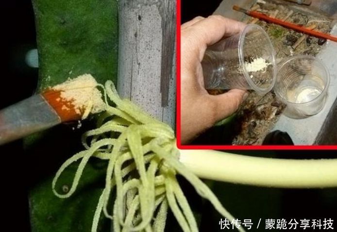 果子@“火龙果”盆栽不结果?是因为少了这一步,加一步果子挂满枝!