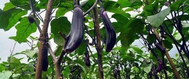 新型“茄子树”高3米，单株产量上千斤，一次种植收益6年