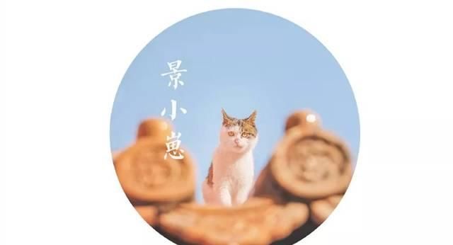 一年 30 多趟故宫，只为拍摄超赞「故宫猫咪图籍」！