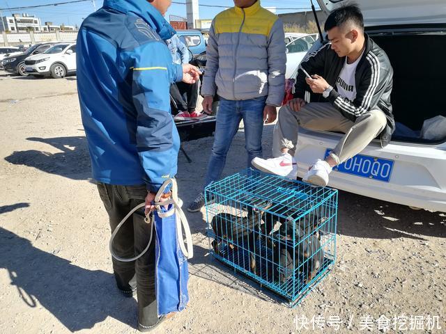 『男子』狗市:商贩报价六百的杜宾犬,男子却想二百购买一只?