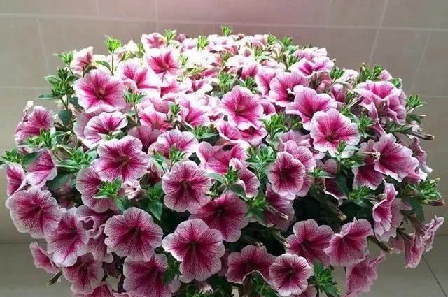 矮牵牛■此花,花期长花色艳,购买起来也不贵,非常适合室内养殖。