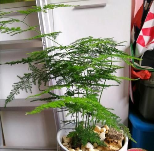  [长高]修剪文竹，2种方法，“文艺范”跟“巨无霸”，你喜欢哪一种？