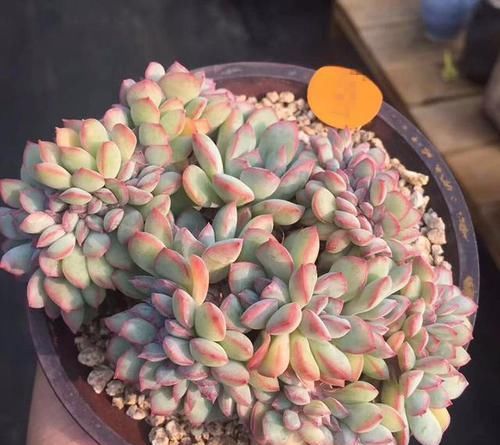  片花瓣■不明白什么是“缀化”？一招让你变成多肉老司机！
