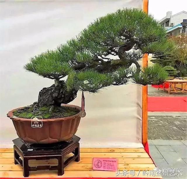 松树盆景，怎样才能算上品？