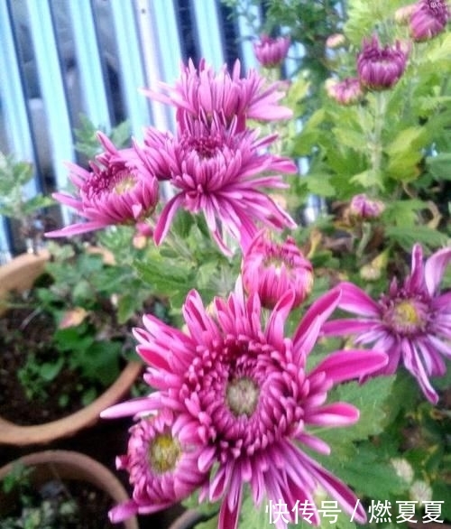  #学以致用#菊花养护小攻略，最基本的4点，学以致用，促进菊花花苞生长
