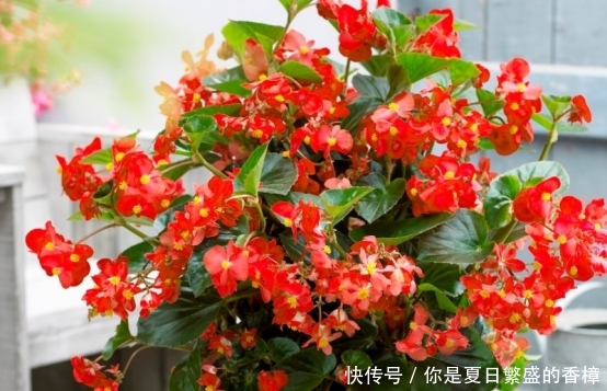  「适合」家里房子比较小，适合养什么花草？这几种可以考虑一下