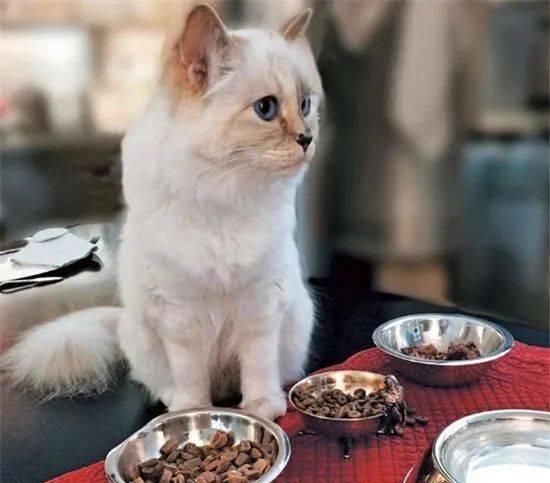  宠物■老佛爷过世一年后，那只承继了21亿财产的猫如何了？人比不上猫...