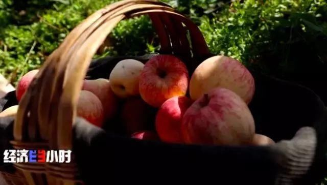  「过山车」这个主产地苹果3毛钱1斤！价格过山车究竟怎么了？