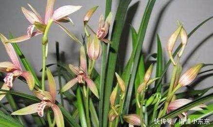 想要养好兰花第一步，先了解兰花花芽出来的时间，对症施肥开花多