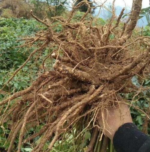  『杂草』1种少见的“杂草”，被称为“当归”，遇到不要乱挖，植株珍贵