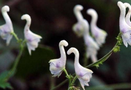  【适合】家养此款花卉，开花勤爱爆盆，花儿轻松开爆盆，适合阳台盆栽