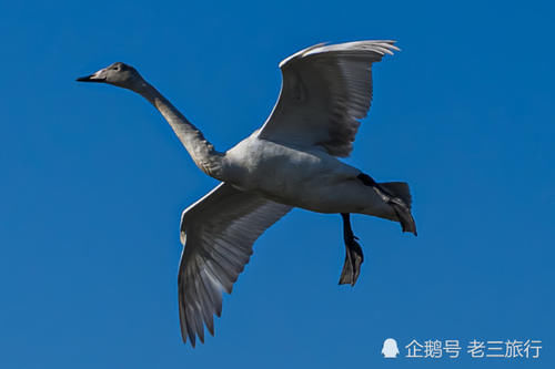  「威海荣成天鹅湖公园」从西伯利亚飞过来的大天鹅，与国内的天