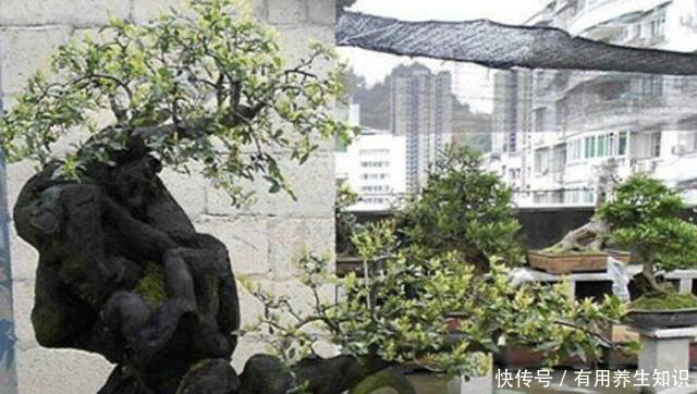 #花盆#王小姐爱养花,去山上挖了“废木头”,种花盆上,变成“金弹子”