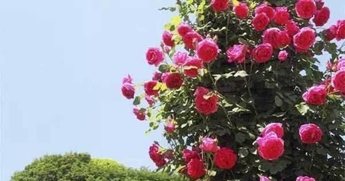  『爷爷』老花匠爷爷养了几十年的花，从来不黄叶，大家来学学