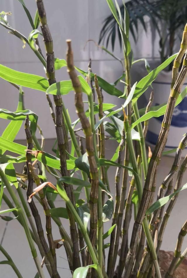 『解决』邻居家干枯的石斛,用了一招就解决了,10天绿叶疯长不停