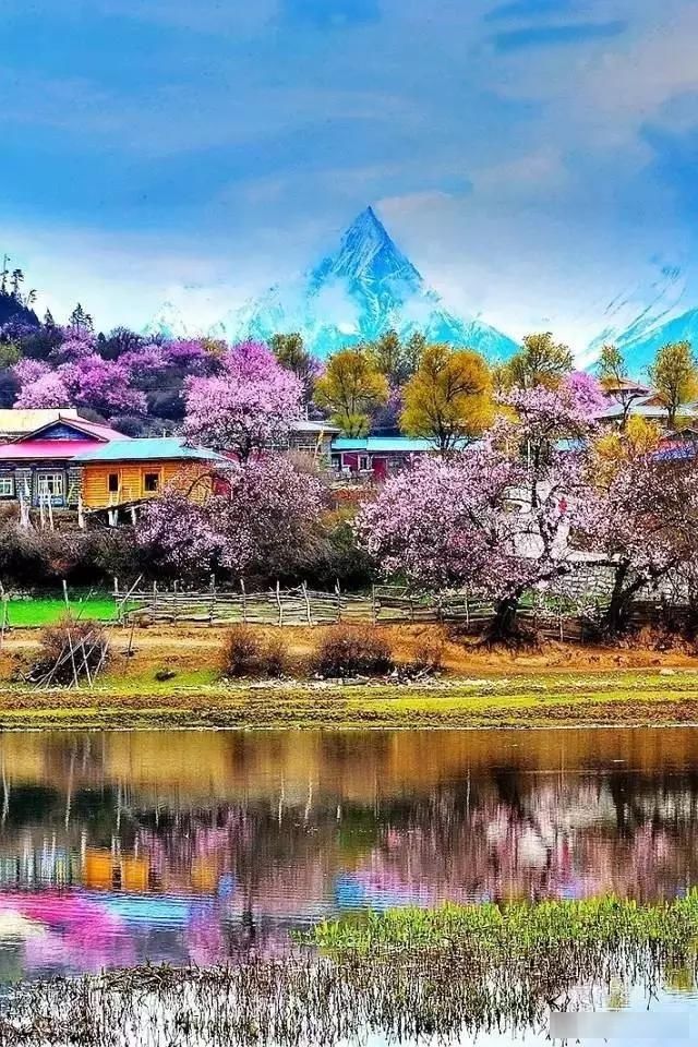  「樱花」中国这些花开成海的地方，美极了