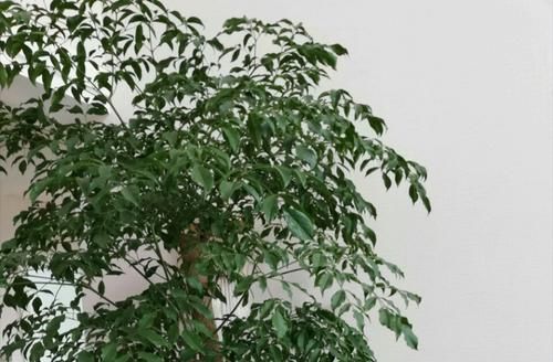 幸福树:幸福树深埋好还是浅栽好?栽不对的幸福树一点也不幸福