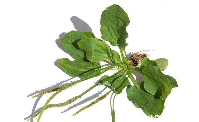  杂草■农村有那么多的野生中药，为什么却没有人去采摘？