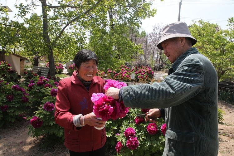  『欣赏牡丹花』71岁农民耗时40年家门口建牡丹园，1株镇园之宝10万不卖，啥样子