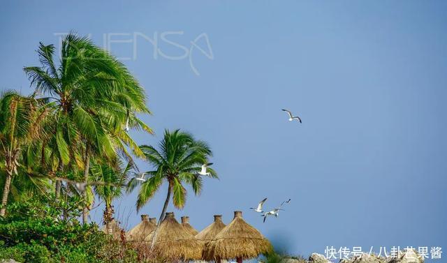 『乐园』在幽蓝的加勒比海边游神秘乐园(被疫情撞了腰的墨西哥行程05)
