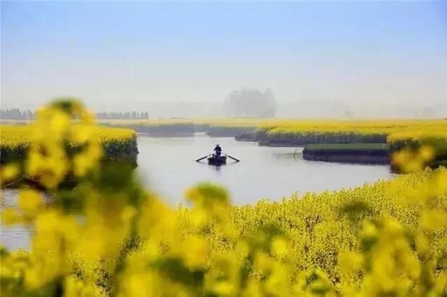 中国最美的油菜花海,油菜花逐渐“染黄”了神州大地