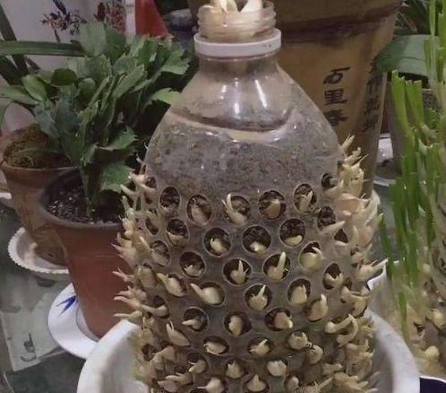  「利用塑料瓶」养花常忘浇水，试着收集“1种破烂”，能自动浇水，还有多种用途
