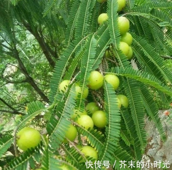 做成@路边的1种野果,人称“油金子”,味道酸甜,做成盆景价值高!