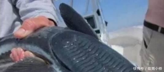 #喜欢#男子钓到一条奇怪的鱼, 正想放了它, 鱼的反应让他立即报警