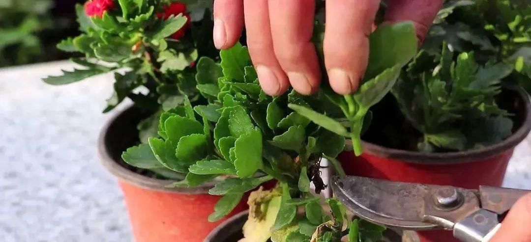 花盆|喜欢养花的人都有5个“忍不住”,中了3个就是养花高手!