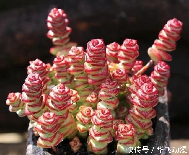  [养护]多肉“钱串子”，用这3个小妙招，一个“铜钱”也不掉