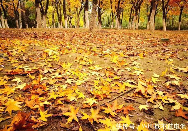 北京现最该去的景点: 面积超万亩, 美成了金色童话! 还不收费