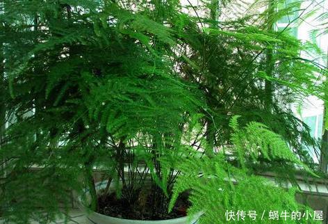 摆放|家养文竹摆放有讲究,这3个地方位置绝佳,叶子长的又嫩又绿