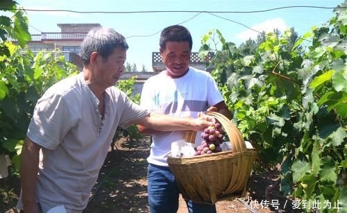  「亩葡萄」城里生意难做，农村人回老家种葡萄，当初信心满满，