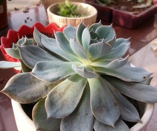 『裙子的现象』多肉植物怎么养?
