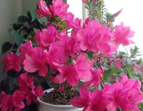 『栀子的花蕾』这几种花春天别乱剪,手太勤快了,反而春天不开花!