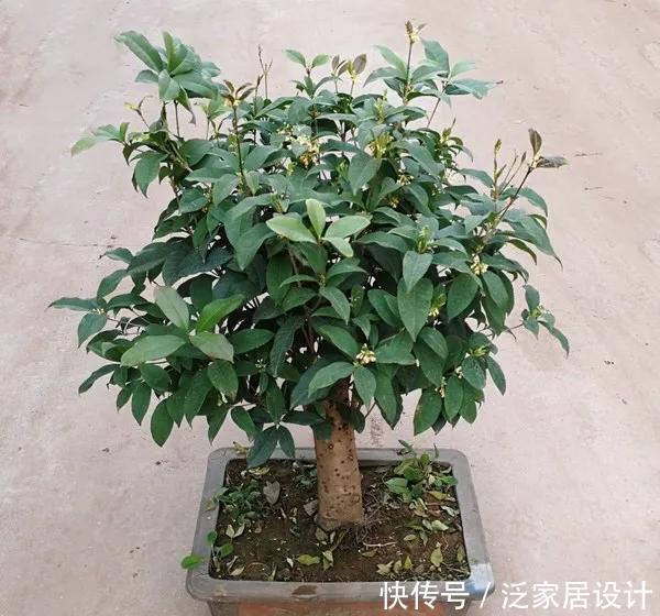  『桂花新芽出』桂花新芽呼呼冒？3个要点要记牢，缺少一个死翘翘
