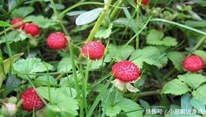 1种野果，人称“蛇泡草”，老人说“蛇才能吃”，殊不知，很珍贵