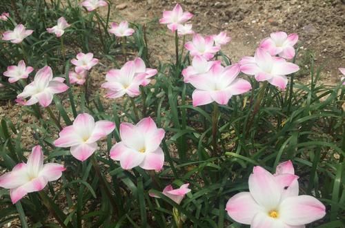 『添点』想沾花惹草,给居室添点美?那试试3种绿植,美观好养杀细菌