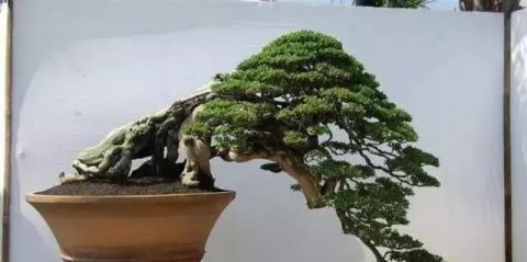 一组悬崖盆景佳作欣赏 可上九天揽月 可下五洋捉鳖