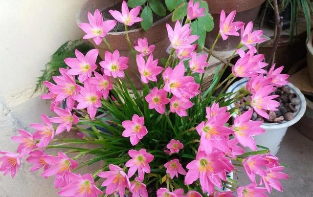  便宜■阳台春天养“2种花”，一棵开花上百朵，便宜又好养，几乎不花钱