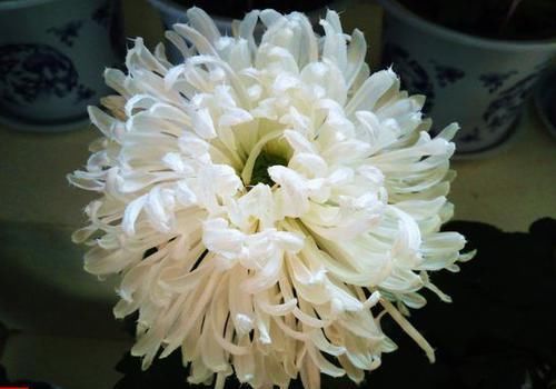  【养盆】喜欢菊花，不如养盆“菊中精品”白毛菊，似雪白绒球，唯美高贵！