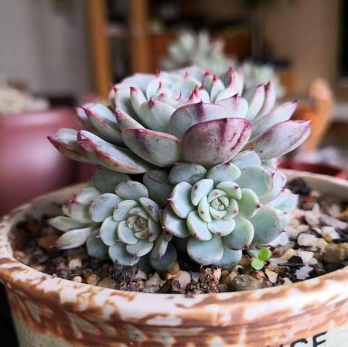  #伸手党#朋友圈里多“微商”，再也不晒“多肉”