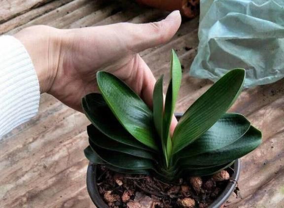  不难|七分水、三分肥养花：生长期、花期用对肥，植物长个、开花不难