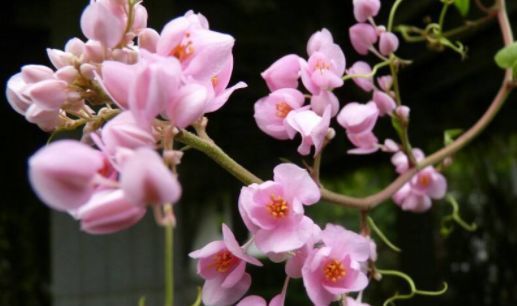  墙角：这几款花，种在家里墙角，半年长成花墙，惊艳四季，琳琅满目