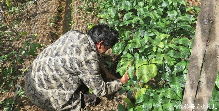 这种霸气的农作物，每斤卖几百元，亩收入近10万元，农民却不敢种