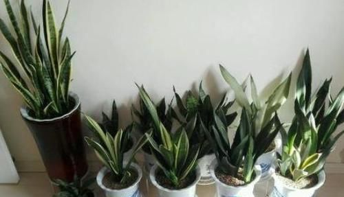  [芦荟]这10种绿植比'空气净化器'好用，好看又好养，家居盆栽首选